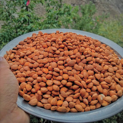 Sweet Apricot Kernels (Chitrali Khubani Giri)