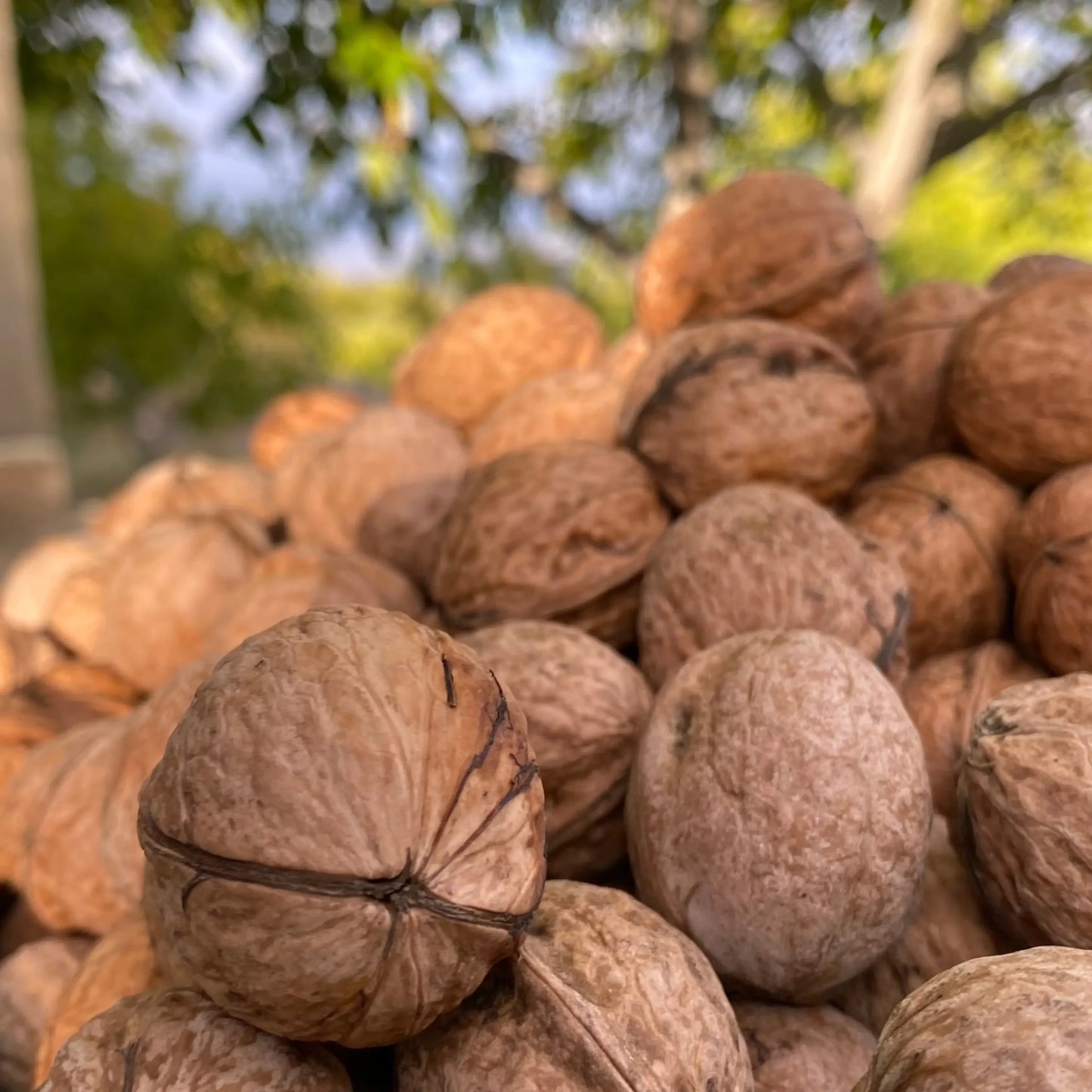 Famous Chitrali walnut natural and fresh