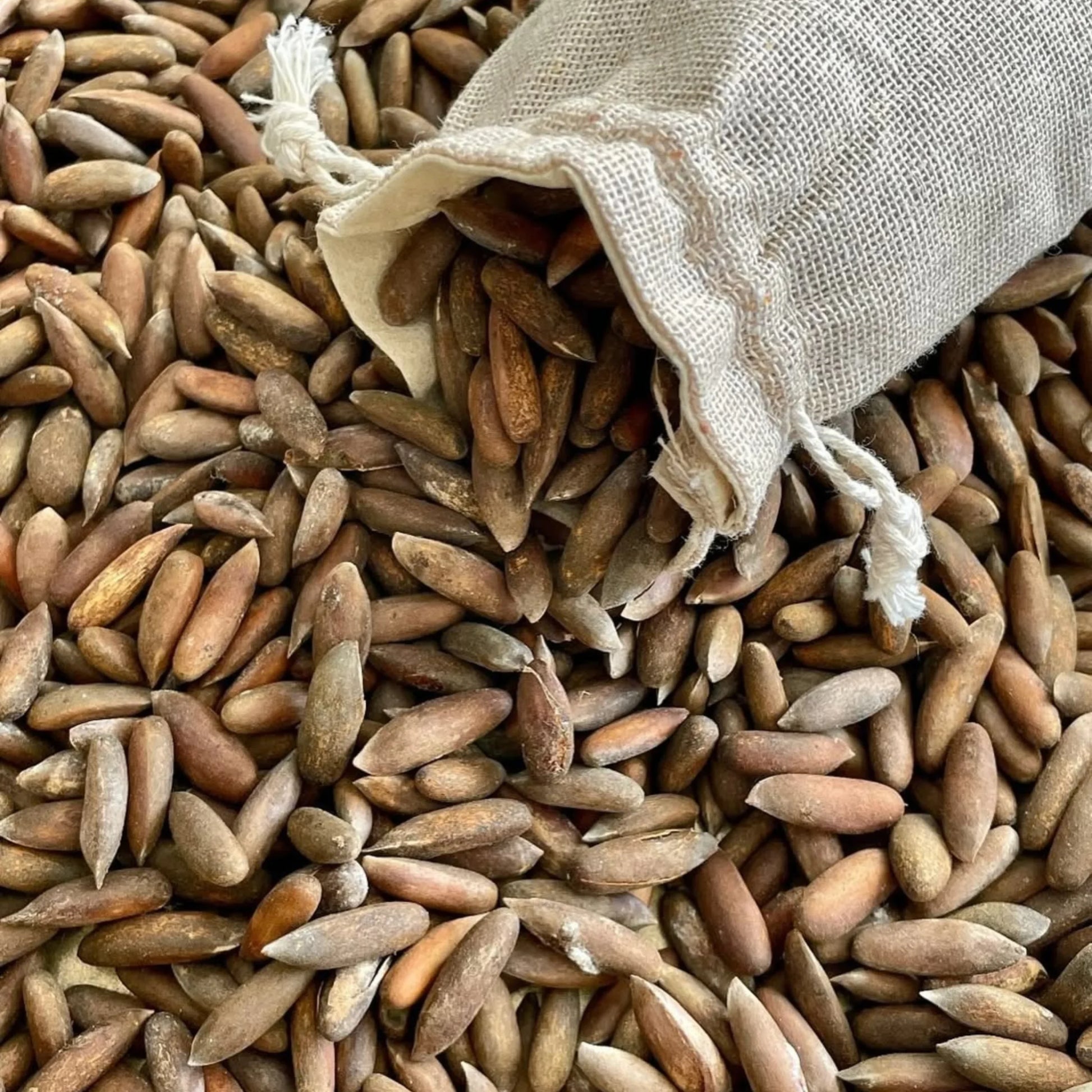 Premium roasted pine nuts – crunchy and nutty snack