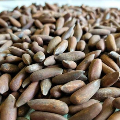 Raw & Unroasted Pine Nuts (Chilghoza) – 2025 Fresh Harvest | Premium Quality from Chitral