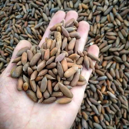 Raw & Unroasted Pine Nuts (Chilghoza) – 2025 Fresh Harvest | Premium Quality from Chitral