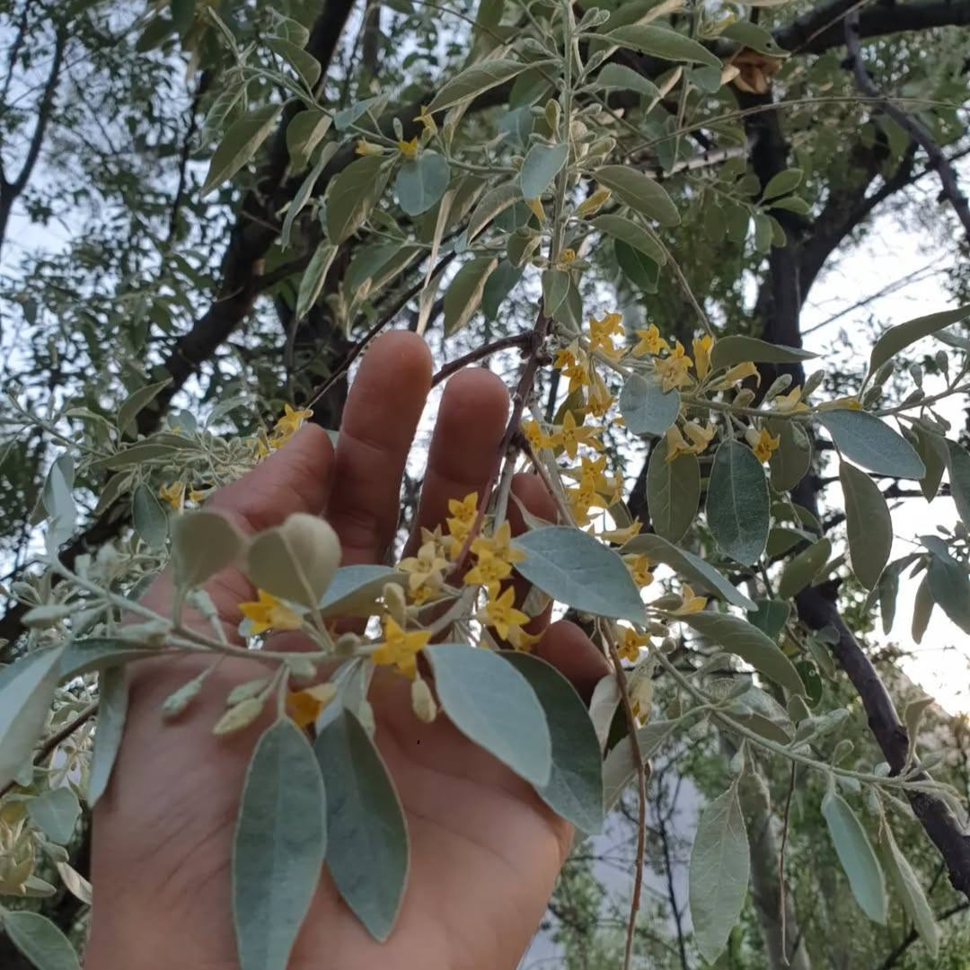 A close-up of a hand holding a branch of a blooming Russain Olive plant with small yellow flowers, set against a background of Russain Olive trees and sky.